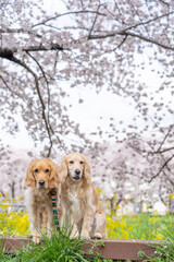 青毛堀川／ゴールデンレトニエル
