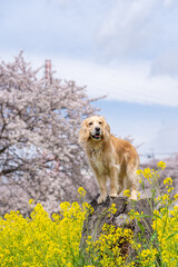 青毛堀川／ゴールデンレトニエル