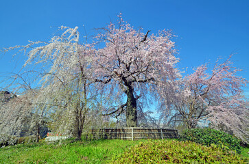 Weeping cherry tree at Maruyama Park in Kyoto City