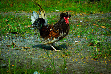rooster in the grass