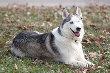 siberian husky dog