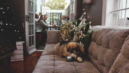 Shot of a carefree little puppy chewing on a christmas decoration while lying on a sofa while the...