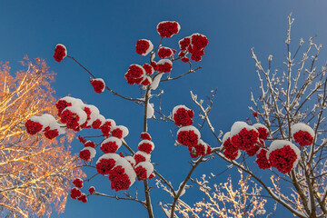 snow-covered bright red clusters of mountain ash against the blue sky