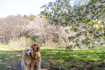 野川公園／ゴールデンレトニエル