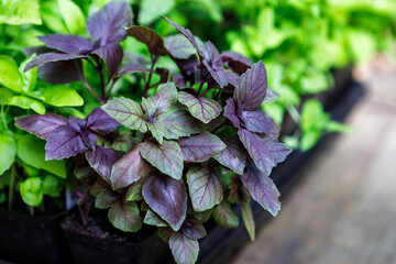 Seed starting tray containing green and purple varieties of fresh, organic homegrown basil seedlings outside under natural light hardening off in the spring