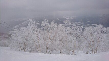 snow covered trees