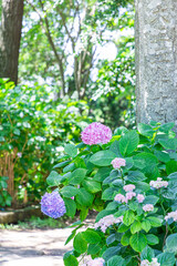 梅雨の晴れ間に咲く、キラキラした紫陽花