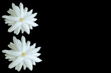 Fototapeta na wymiar Top view,White jasminum sambac flower blossom bloom isolated on black background, Fragrant floral,arabian jasmine, floral pattern, stock photo