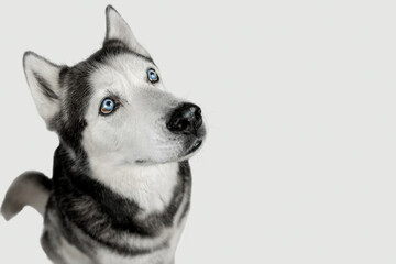Husky dog looking up
