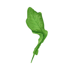 Obraz premium Fresh leaves salad watercress. Watercolor illustration for cooking Isolated on white background. Art for design menu