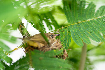 A little bird is hatching eggs in the dired hay nest on the tree branch. Animal wildlife photo, Close-up and selective focus at the bird's eye.