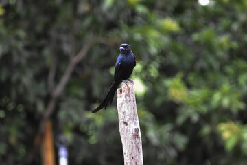 crow on the fence