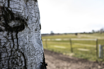 Der Baumstamm einer Birke