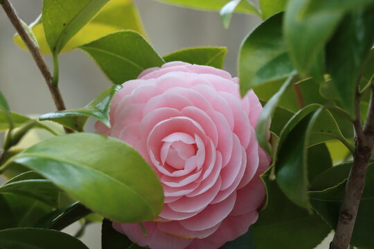 オトメツバキ Images Browse 219 Stock Photos Vectors And Video Adobe Stock