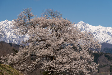 北アルプスと一本桜
