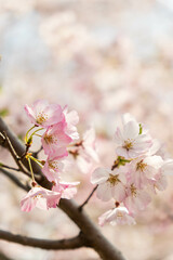 Fototapeta premium 桜の太い幹に咲いたソメイヨシノの花