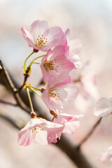 淡いピンクが可愛い桜の花