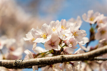 淡いピンクが可愛い桜の花