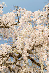 樹齢250年の枝垂れ桜