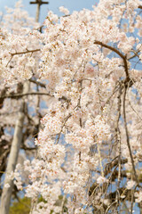 淡いピンクが可愛い桜の花