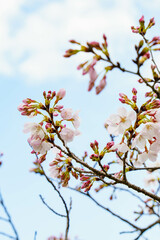 青空に映えるソメイヨシノの花