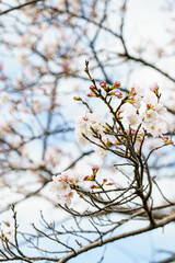 青空に映えるソメイヨシノの花