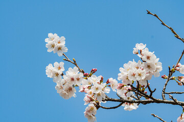 青空に映えるソメイヨシノの花