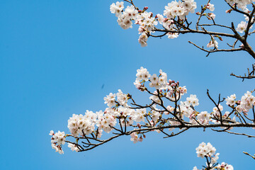 青空に映えるソメイヨシノの花