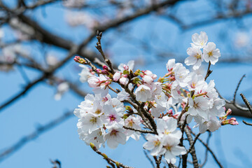 青空に映えるソメイヨシノの花
