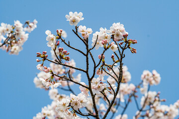 青空に映えるソメイヨシノの花