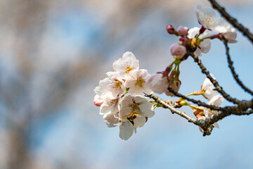 青空に映えるソメイヨシノの花