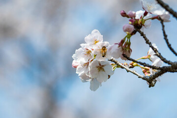 青空に映えるソメイヨシノの花