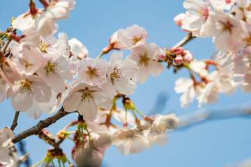青空に映えるソメイヨシノの花