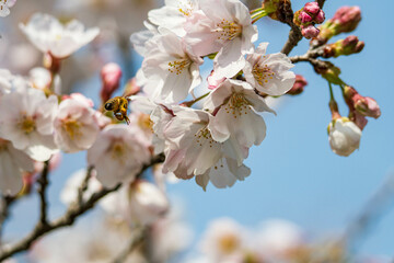 青空に映えるソメイヨシノの花
