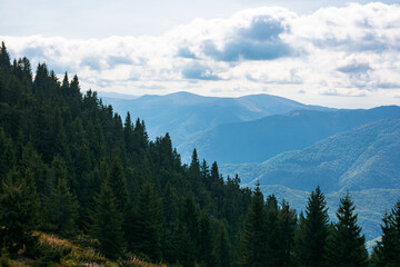 beautiful landscape of carpathian mountains. coniferous trees on the steep grassy hills. beautiful nature background