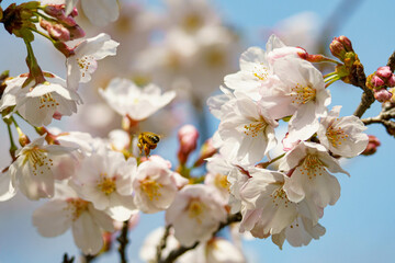 Obraz premium 青空に映えるソメイヨシノの花