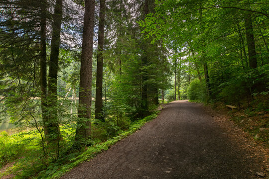 forest road through synevyr natural park. countryside summer landscape on a sunny day. green nature environment. popular travel destination