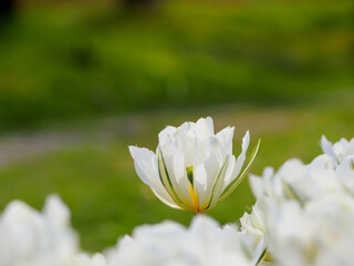 桜の次はチューリップ