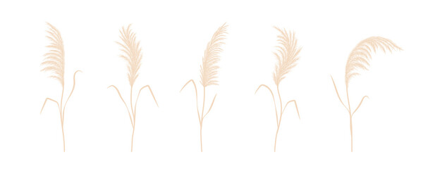 Dry pampas grass collection. Set of cortaderia in boho style. Vector dried flowers isolated on white background. Trendy element design for wedding invitations, postcards, home interior.