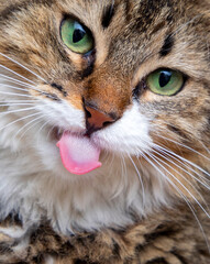 Longhaired tabby cat lying with tongue out