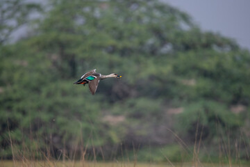 Indian Spot-billed Duck flying around the wetlands