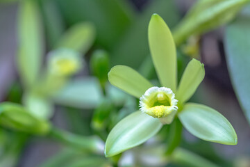 Fleur de vanille Bourbon 