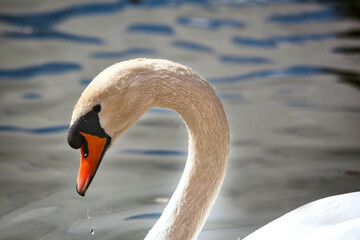 primer plano de un cisne