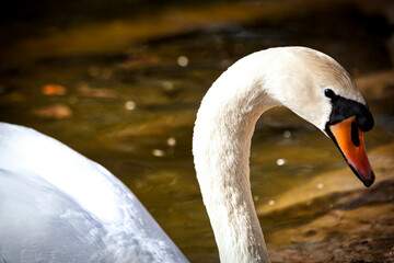 primer plano de un cisne