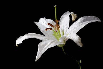 White lilium flower on the black background, artistic water color