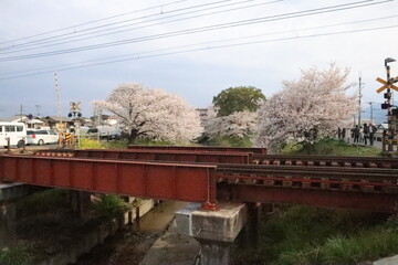 桜