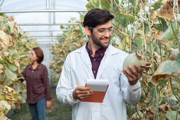Portrait of a male researcher examining the quality of a melon plantation in a large greenhouse.