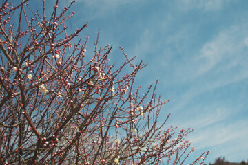 春に咲いた梅のつぼみと青空