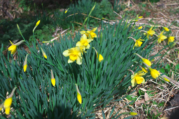 野生に咲いたスイセンの花