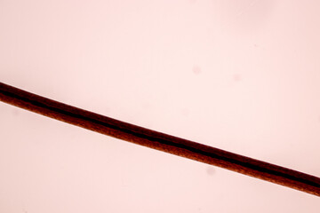 Characteristics of Hair cell of human under microscope view for education in laboratory.
